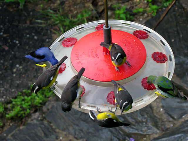 Feeding Time Photo by Ventures Birding Tours